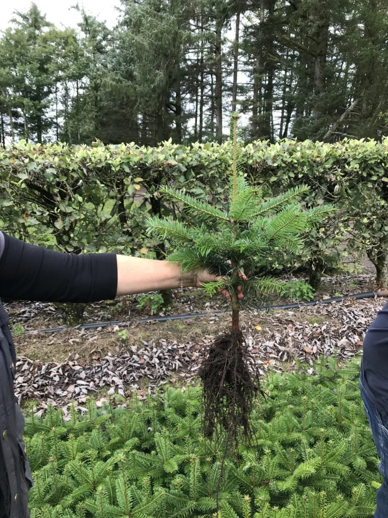 Plant de sapin