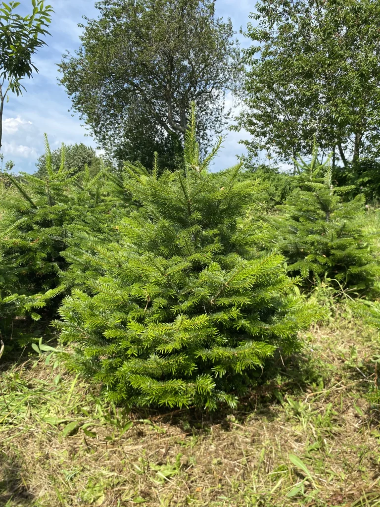Sapin Nordmann