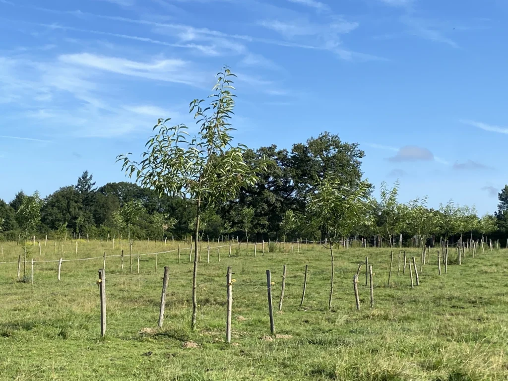Châtaigniers à fruits