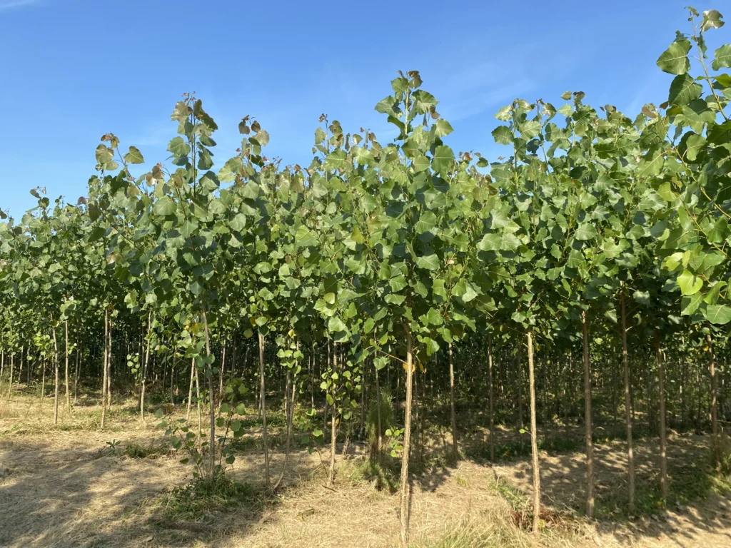 Plants de peupliers de reboisement