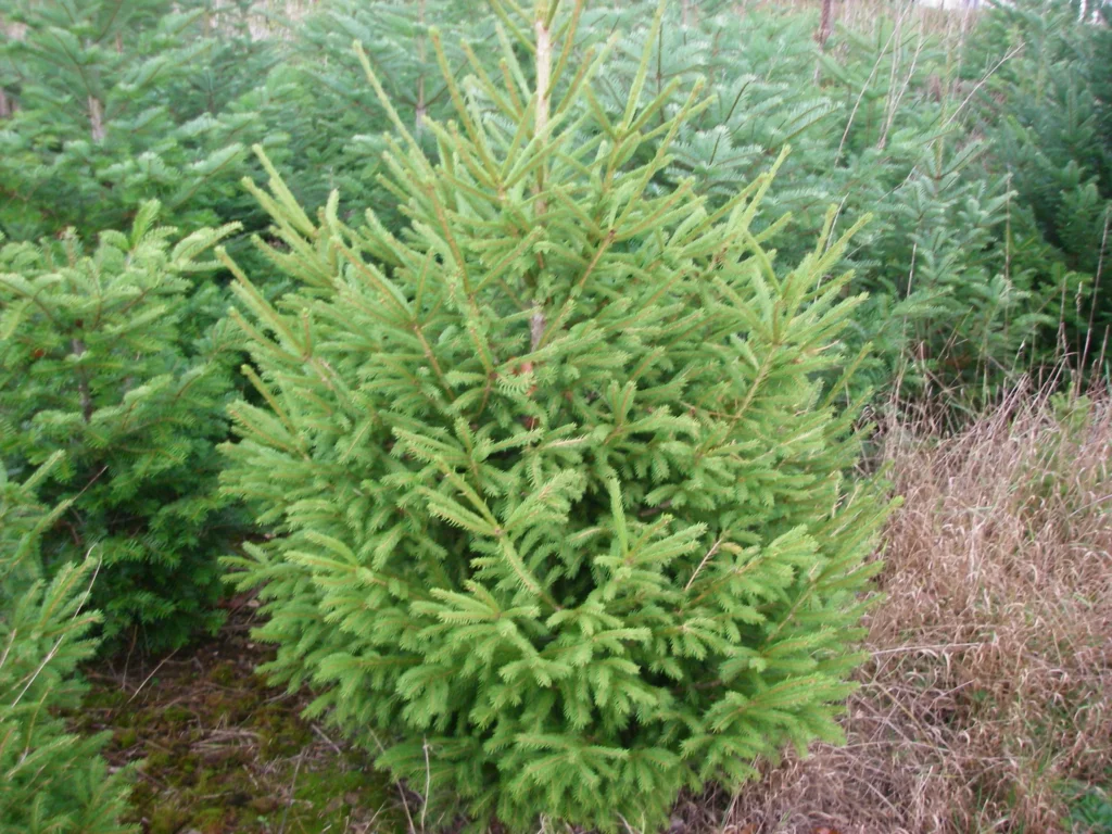 Sapin Épicéa