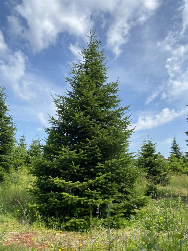 Sapin de 10m de haut